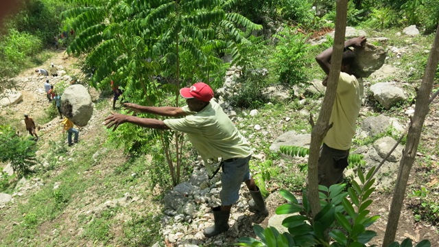 Haitians working on reforesting their lands